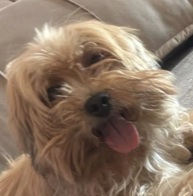 Cachorro raça Lhasa Apso idade 4 anos nome Valentina 