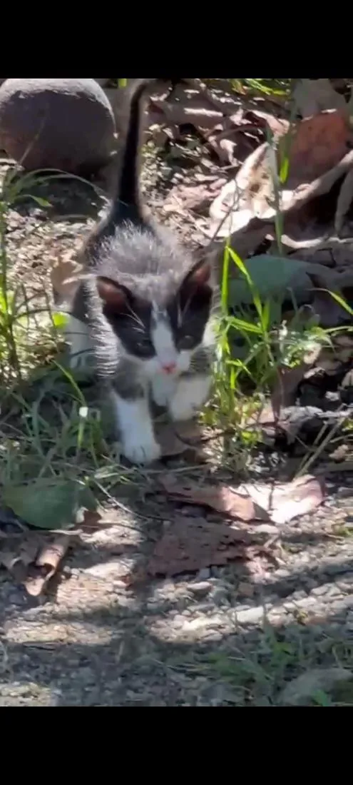 Gato raça SRD-ViraLata idade Abaixo de 2 meses nome Frajolinha
