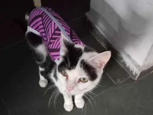 Gato raça Persa idade 6 ou mais anos nome Breno