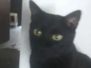 Gato raça SRD-ViraLata idade 6 ou mais anos nome Bob