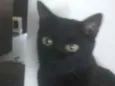 Bob