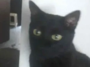 Gato raça SRD-ViraLata idade 6 ou mais anos nome Bob