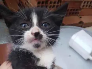 Gato raça SRD-ViraLata idade 2 a 6 meses nome pretim