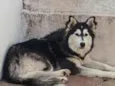 Ayla
