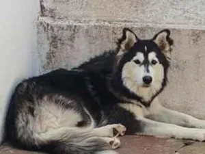 Cachorro raça SRD-ViraLata idade 1 ano nome Ayla