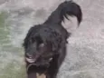 Bob