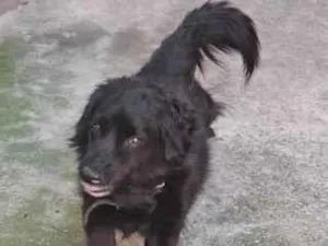 Cachorro raça SRD-ViraLata idade 4 anos nome Bob
