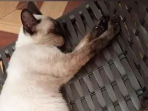 Gato raça Siamês idade 4 anos nome Miruxa
