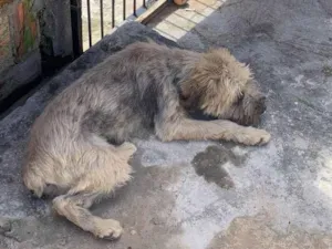 Cachorro raça SRD-ViraLata idade 1 ano nome Luffy