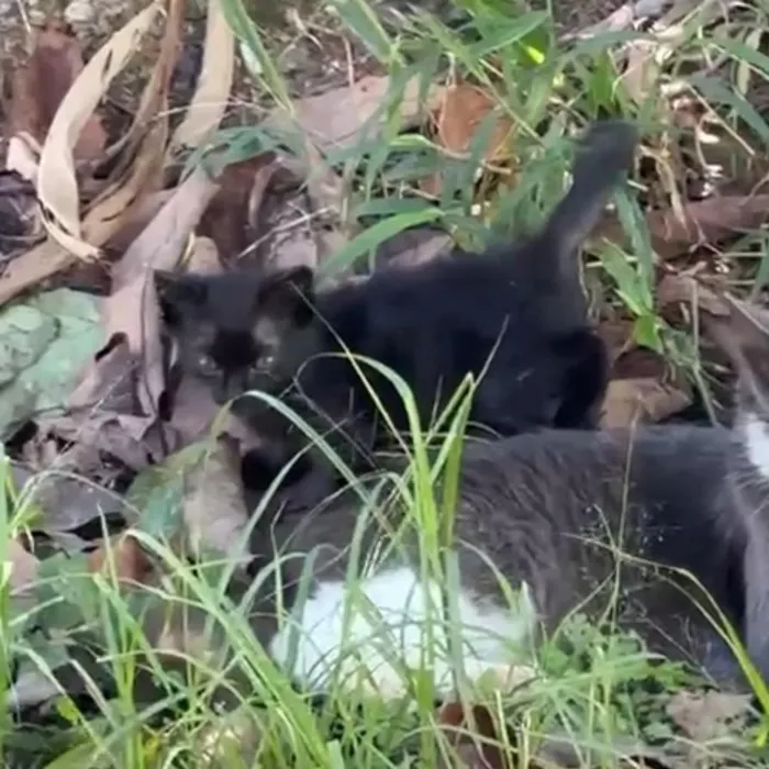 Gato raça SRD-ViraLata idade Abaixo de 2 meses nome Pretin