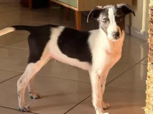 Cachorro raça SRD-ViraLata idade 2 a 6 meses nome José
