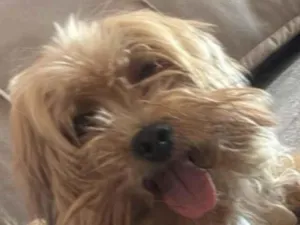 Cachorro raça Lhasa Apso idade 4 anos nome Valentina 
