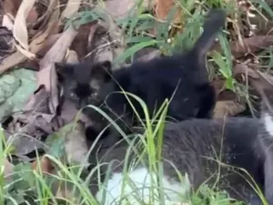 Gato raça SRD-ViraLata idade Abaixo de 2 meses nome Pretin