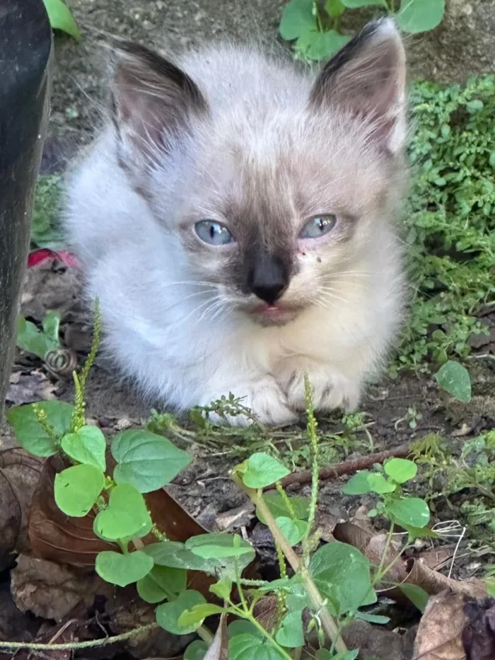 Gato raça SRD-ViraLata idade Abaixo de 2 meses nome Mingau