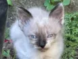 Mingau