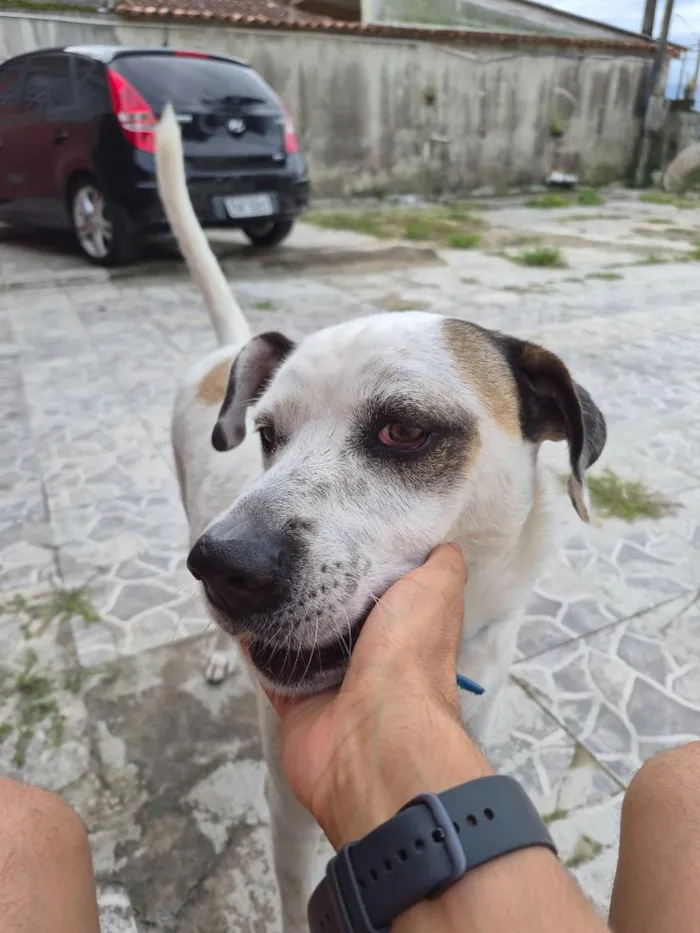 Cachorro raça SRD-ViraLata idade 3 anos nome Billy Jean