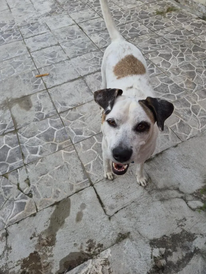 Cachorro raça SRD-ViraLata idade 3 anos nome Billy Jean