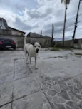 Billy Jean