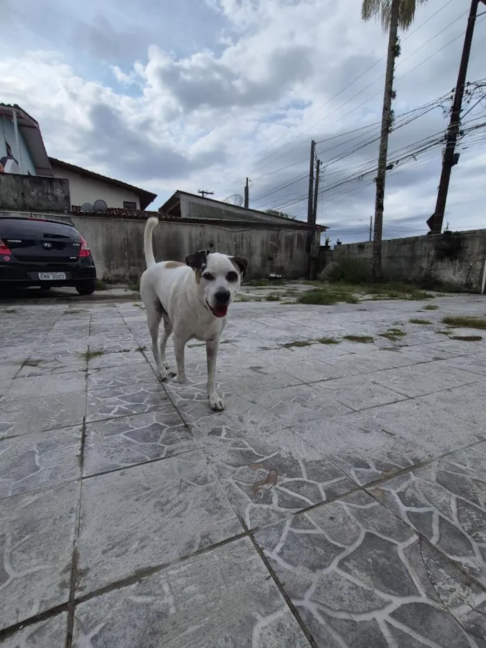Cachorro raça SRD-ViraLata idade 3 anos nome Billy Jean