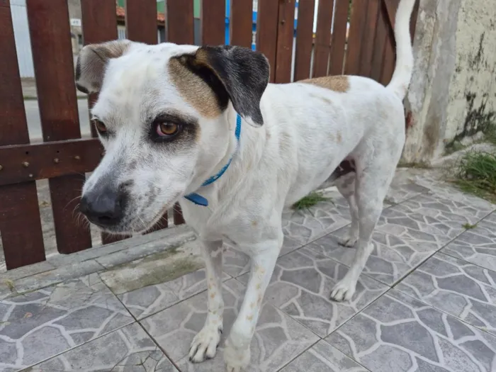 Cachorro raça SRD-ViraLata idade 3 anos nome Billy Jean