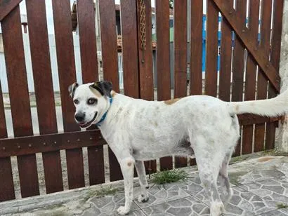 Cachorro raça SRD-ViraLata idade 3 anos nome Billy Jean