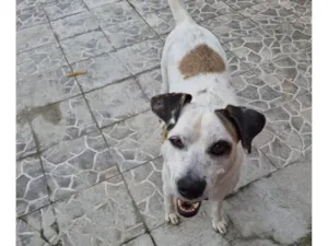 Cachorro raça SRD-ViraLata idade 3 anos nome Billy Jean