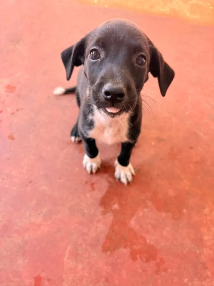Cachorro raça SRD-ViraLata idade Abaixo de 2 meses nome Sardinha