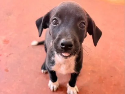 Cachorro raça SRD-ViraLata idade Abaixo de 2 meses nome Sardinha