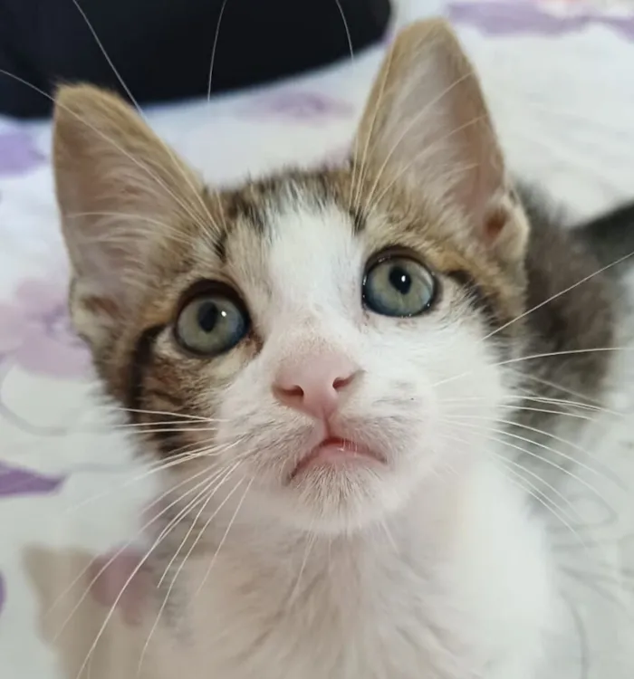 Gato raça SRD-ViraLata idade 2 a 6 meses nome Pingo 