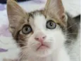 Pingo 