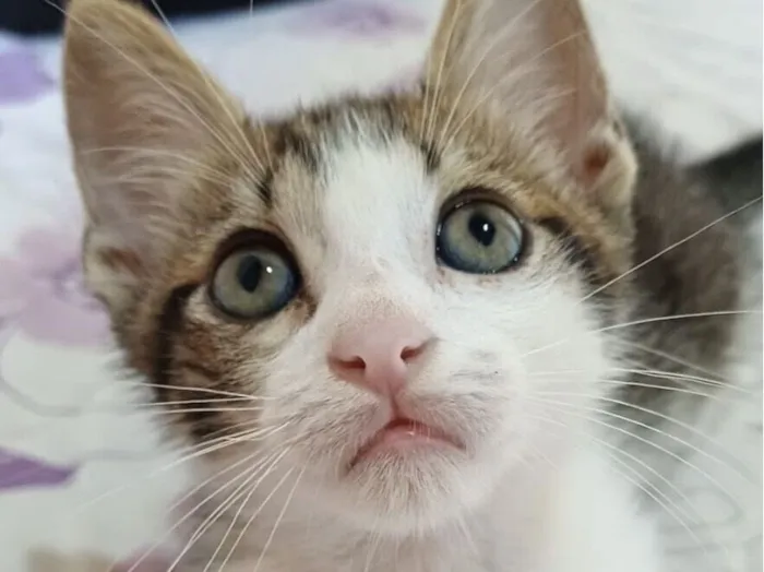 Gato raça SRD-ViraLata idade 2 a 6 meses nome Pingo 