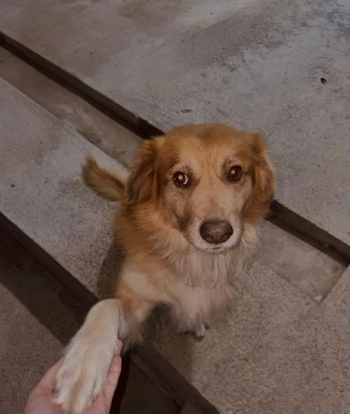 Cachorro raça SRD-ViraLata idade 1 ano nome bob