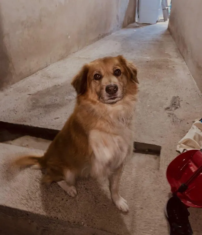 Cachorro raça SRD-ViraLata idade 1 ano nome bob