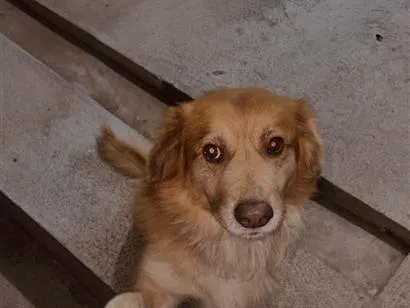 Cachorro raça SRD-ViraLata idade 1 ano nome bob