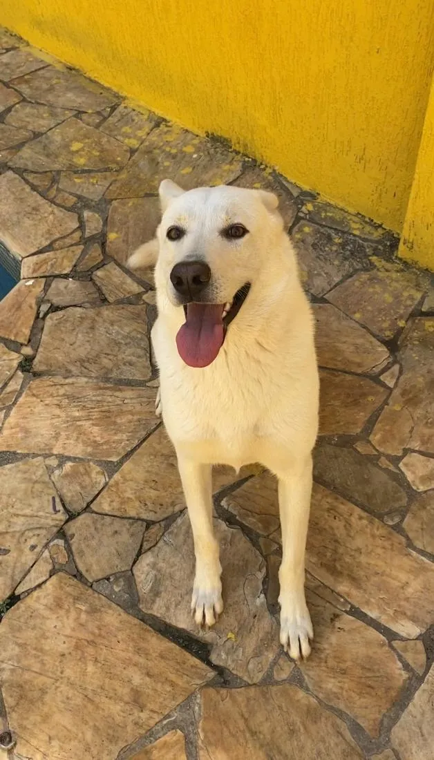 Cachorro raça SRD-ViraLata idade 1 ano nome Zeus