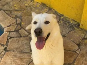 Cachorro raça SRD-ViraLata idade 1 ano nome Zeus