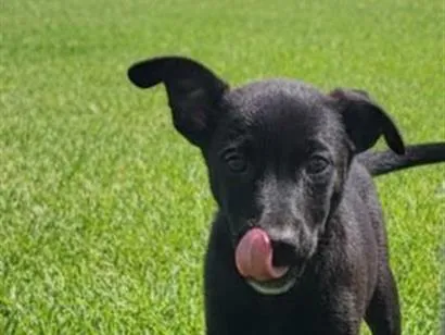 Cachorro raça SRD-ViraLata idade 2 a 6 meses nome Jade