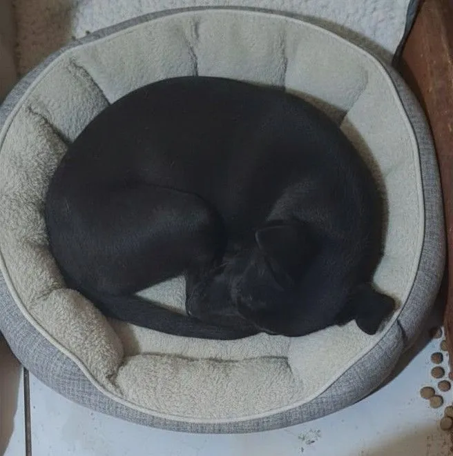 Cachorro raça SRD-ViraLata idade 2 a 6 meses nome Jade