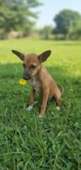 Rubi