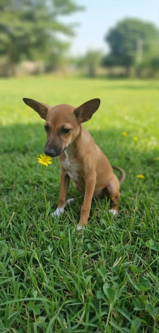 Cachorro raça SRD-ViraLata idade 2 a 6 meses nome Rubi