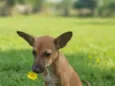 Rubi