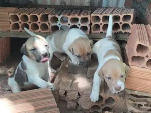 Cachorro raça SRD-ViraLata idade Abaixo de 2 meses nome Bob