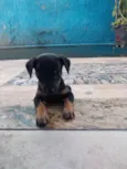 Chico