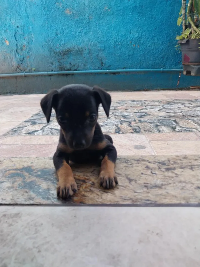 Cachorro raça SRD-ViraLata idade Abaixo de 2 meses nome Chico