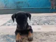 Chico