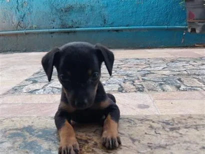 Cachorro raça SRD-ViraLata idade Abaixo de 2 meses nome Chico