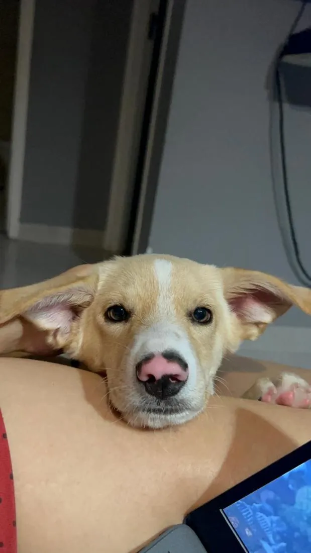 Cachorro raça SRD-ViraLata idade 2 a 6 meses nome BILY 