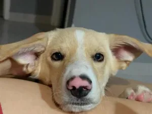 Cachorro raça SRD-ViraLata idade 2 a 6 meses nome BILY 