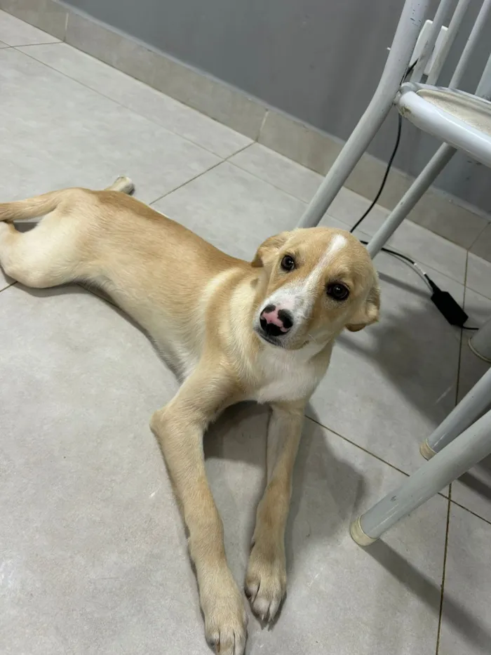 Cachorro raça SRD-ViraLata idade 2 a 6 meses nome BILY 