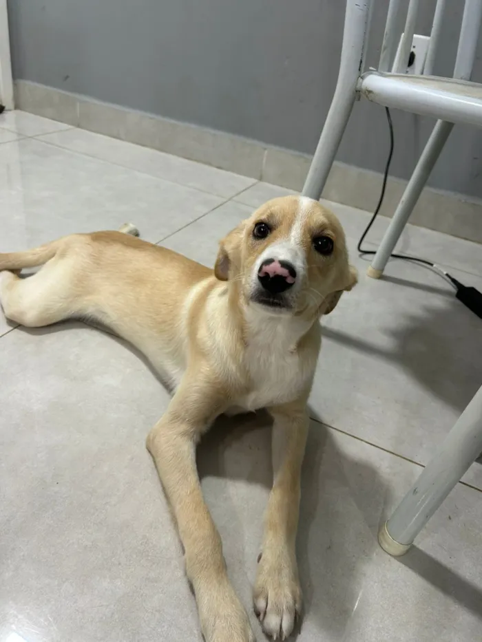 Cachorro raça SRD-ViraLata idade 2 a 6 meses nome BILY 